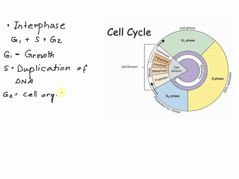 which-of-the-following-occurs-during-interphase-group-of-answer-choices-cell-growth-and-duplication-of-the-chromosomes-separation-of-newly-formed-dna-to-opposite-ends-of-the-cell-cytokinesis-67881