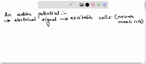 what-is-an-action-potential-describe-the-major-phases-of-an-action-potential-including-the-movement-of-ions-through-voltage-gated-channels-79001