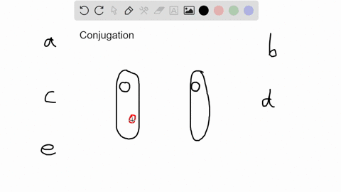in-conjugation-when-a-bacterial-f-factor-is-transferred-a-the-donor-cell-becomes-f-b-the-recipient-2-32948