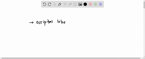 occipital-lobe-cerebellum-frontal-lobe-brain-stem-answer-not-listed-49744