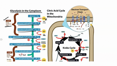 what-are-the-two-catabolic-pathways-that-lead-to-cellular-energy-production-88564
