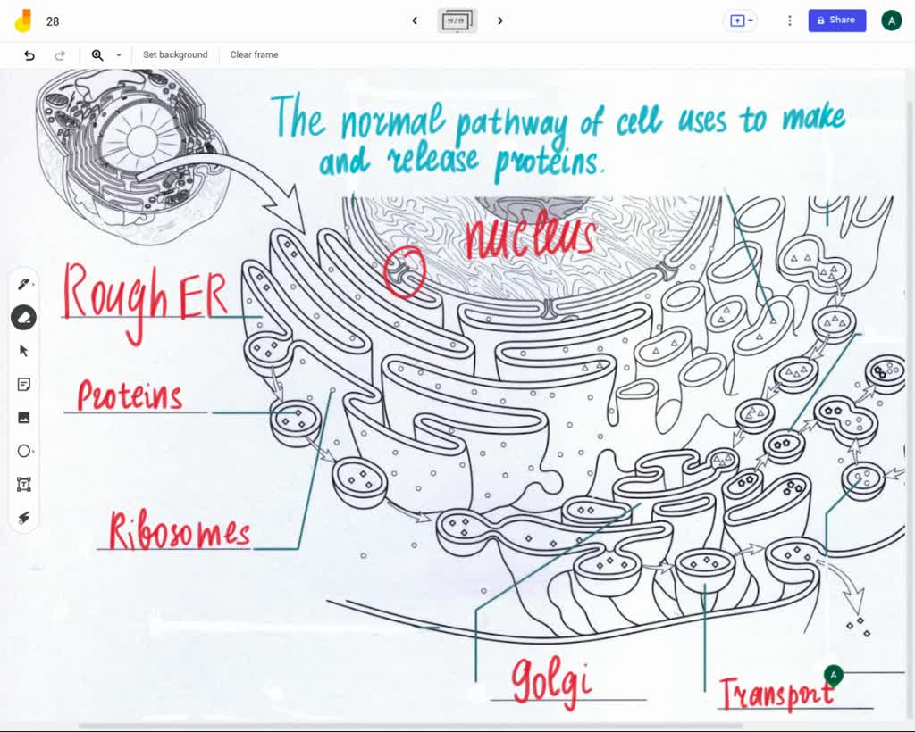 SOLVED: What is the normal pathway a cell uses to make and release ...