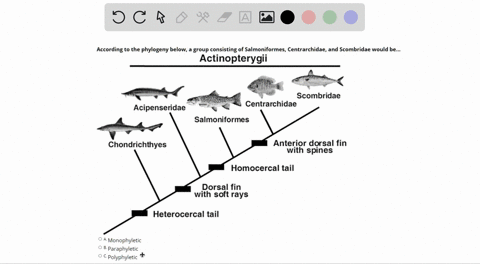 according-to-the-phylogeny-below-a-group-consisting-of-salmoniformes-centrarchidae_-and-scombridae-would-be_-actinopterygii-scombridae-centrarchidae-acipenseridae-salmoniformes-chondrichthye-83563