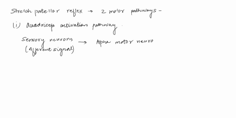 part-e-efferent-messages-of-stretch-reflex-examine-and-characterize-the-two-motor-pathways-in-the-stretch-patellar-reflex-view-available-hints-alpha-motor-neurons-activate-the-quadricepsonce-61248