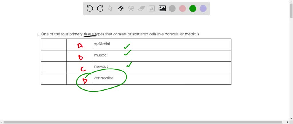 Solved The Four Primary Tissues Are Epithelial Connective Muscular And The Four Primary