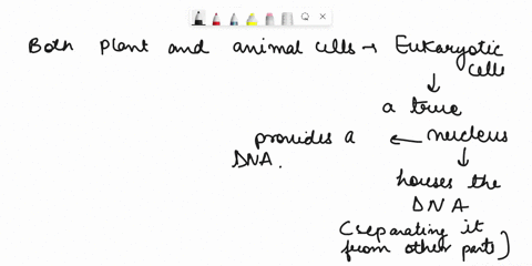 which-of-the-following-correctly-compares-the-structures-of-plant-and-animal-cells-both-plant-and-animal-cells-have-endoplasmic-reticulum-where-cellular-respiration-takes-place-both-plant-an-33503