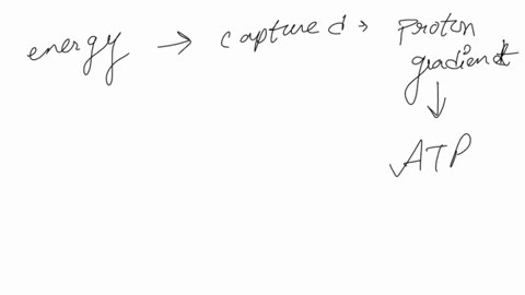 the-electron-transport-chain-is-coupled-to-atp-synthesis-in-aerobic-cellular-respiration-in-what-way-are-these-processes-coupled-atp-synthase-provides-the-electron-transport-chain-with-the-e-88584