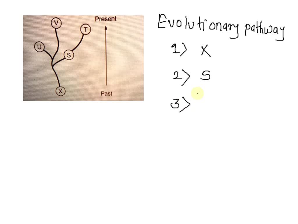 SOLVED 'The evolutionary pathways of five species are represented in