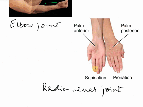 please-help-worksheet-exercises-worksheet-2-2radioulnar-joints-apronation-b-supination-1elbow-joints-aflexion-bextension-1athe-muscles-causes-to-occur-in-the-plane-about-the-axis-bthe-muscle-65701