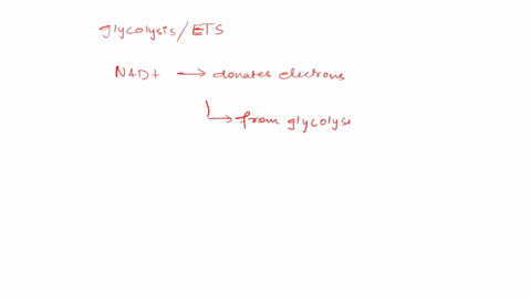 which-of-the-following-best-describes-the-role-of-nad-during-cellular-respiration-0-it-delivers-electrons-from-glycolysis-to-the-electron-transport-chain-it-delivers-electrons-from-glycolysi-31354