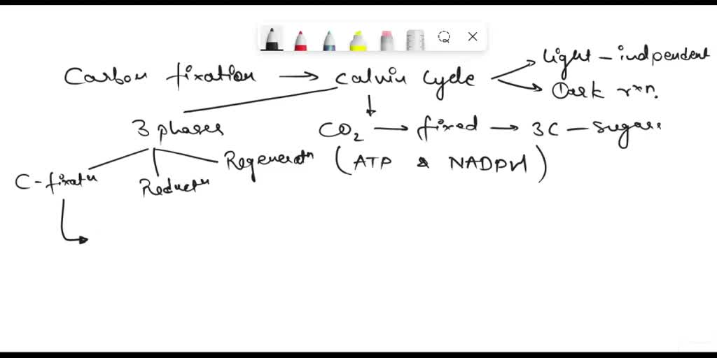 solved-text-dark-reaction-calvin-cycle-1-describe-what-happens