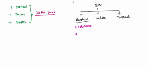 which-of-the-following-bones-present-in-the-ear-malleus-incus-stapes-all-of-above-04781