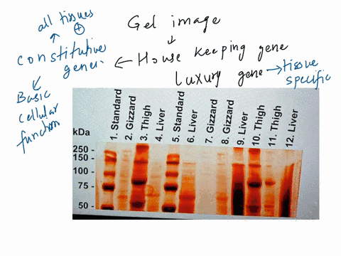 below-is-a-photo-ofthe-class-the-relationship-between-mw-and-gel-remember-the-distance-protein-standard-in-lane-the-standard-is-purchased-from-is-used-t0-establish-bands-are-proteins-of-know-26887
