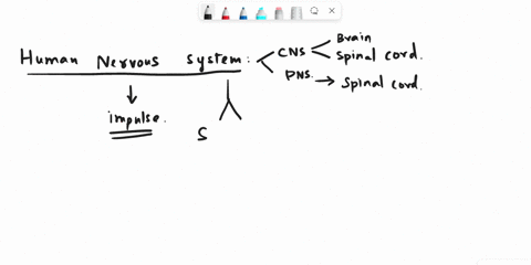 what-is-the-smallest-structural-and-functional-unit-of-nervous-system-26737