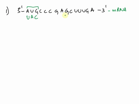 the-number-of-codons-that-we-code-for-depends-on-where-we-start-to-read-if-we-start-at-position-1-or-2-or-3-the-sequence-of-amino-acids-would-be-very-different-the-ribosome-will-look-for-the-18262