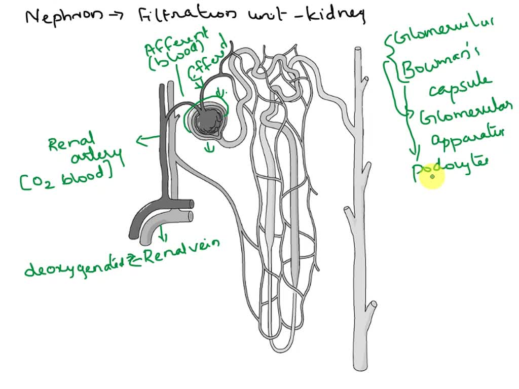 The given diagram represents a signal nephron from a mammalian kidney.  Identify which of the numbered regions is(i)The site of ultrafiltration(ii)  Particularly sensitive to ADH(iii) The main site the reabsorption of glucose