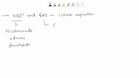 explain-the-role-of-nadand-fad-in-cellular-respiration-25684