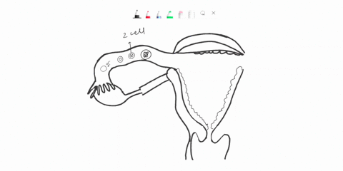 then-four-and-so-on-as-cleavage-begins-the-conceptus-starts-to-migrate-from-the-ampulla-of-the-uterine-tube-through-the-isthmus-to-the-uterus-at-about-day-3the-conceprus-reaches-the-uterus-a-76826