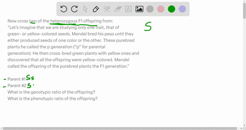 now-cross-two-of-the-heterozygous-f1-offspring-from-lets-imagine-that-we-are-studying-only-one-trait-that-of-green-or-yellow-colored-seeds-mendel-bred-his-peas-until-they-either-produced-see-35493