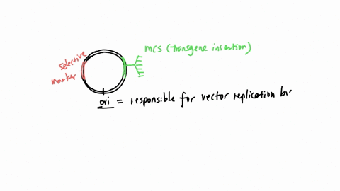 why-do-cloning-vectors-have-an-origin-of-replication