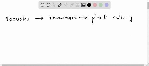 vacuoles-are-reservoirs-in-plant-cells-that-help-maintain-water-balance-a-true-b-false-10634