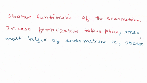 the-place-where-a-fertilized-egg-is-supposed-to-implant-in-a-female-stratum-funtionalis-of-the-endometrium-stratum-basalis-of-the-endometrium-stratum-germinotivum-of-the-endometrium-cervix-u-61406
