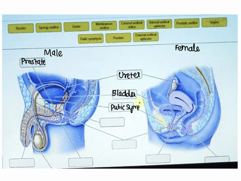 ex43-hw-google-chrome-sessionmasteringaandpcom-part-a-comparison-of-the-male-and-female-urinary-structures-take-a-look-at-the-medial-view-of-the-female-image-human-females-unlike-most-other-21907