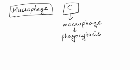 macrophages-are-characterized-by-a-surface-cd3-expression-b-large-amounts-of-rough-endoplasmic-reticulum-c-surface-receptors-for-c3b-complement-d-in-vitro-synthesis-of-immunoglobulin-48064