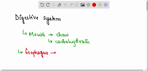 the-following-organs-make-up-the-digestive-system-briefly-describe-the-function-of-each-note-what-gets-digested-andor-absorbed-in-these-organs-note-the-enzymes-andor-other-digestive-substanc-34354