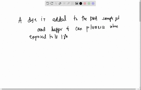 which-of-the-following-is-false-statement-regarding-the-separation-of-dna-fragments-using-gel-electrophoresis-a-dye-is-added-to-the-dna-sample-gel-and-buffer-and-can-fluoresce-when-exposed-t-34504