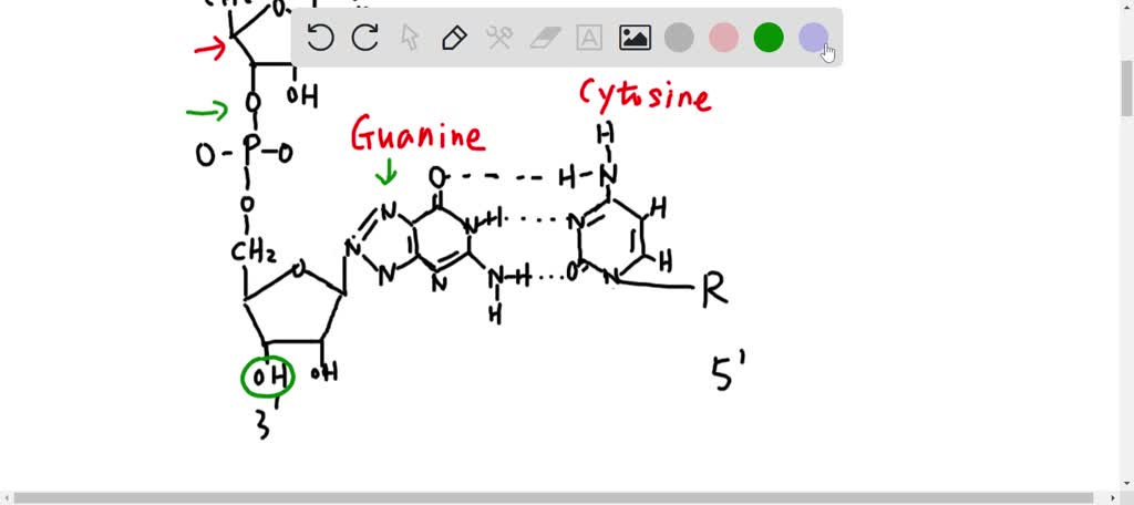SOLVED: Question 2: Nucleic Acid Structure (9 pts) Please draw the RNA ...