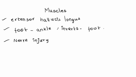 muscles-in-the-anterior-compartment-of-the-lega-evert-the-footb-dorsiflex-the-foot-and-extend-the-toesc-plantar-flex-the-footd-flex-the-toes-00077