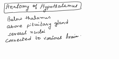 what-is-the-anatomy-and-physiology-of-the-hypothalamus-and-the-pituitary-gland-82965