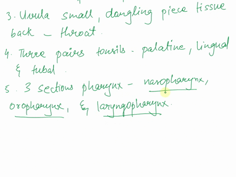 anatomy-physiology-digestive-worksheet-name-date-1-what-are-the-two-main-functions-of-the-digestive-system-2-the-entire-alimentary-canal-is-lined-with-a-mucous-membrane-why-is-this-true-3wha-20027