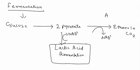 chaptec-cellulur-respiration-_und-ecrmentatio-catabolic-pathways-yield-energy-oxidizing-organic-fuels-1in-general-terms-distinguish-between-fermentation-and-aerobic-cellular-respiration-writ-36472