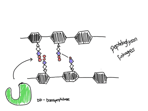 mechanism-of-penicillins-antibacterial-effect-isa-inhibition-of-transpeptidation-in-the-bacterial-cell-wallb-inhibition-of-beta-lactamase-in-the-bacterial-cellc-activation-of-endogenous-prot-70665