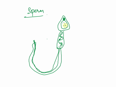identify-the-principal-parts-of-the-sperm-cell-list-the-function-of-each-90123