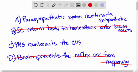 what-is-the-best-example-of-how-the-nervous-system-maintains-homeostasis-a-the-parasympathetic-system-counteracts-the-sympathetic-system-b-the-spinal-cord-returns-the-body-to-homeostasis-aft-24588