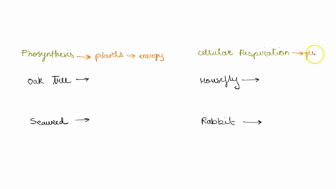 check-the-box-next-to-the-process-or-processes-used-by-organism-listed-oak-tree-organism-listed-processes-used-by-the-to-the-process-or-check-the-box-next-grass-seaweed-cellular-respiration-66921