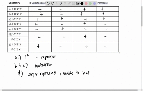 3-a-number-of-mutations-affect-the-expression-of-the-lactose-lac-operon-in-e-coli-complete-the-table-given-below-filling-in-the-shaded-boxes-use-indicate-that-the-enzyme-is-synthesized-at-de-53513