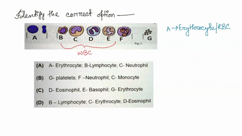identify-the-blood-cells-given-in-fig1-and-mark-the-correct-option-6-5r-a-a-erythrocyte-b-lymphocyte-c-neutrophil-b-g-platelets-f-_neutrophil-c-monocyte-c-d-eosinophil-e-basophil-g-erythrocy-85948