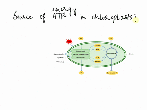 what-is-the-source-of-energy-for-atp-production-in-the-chloroplasts-44558