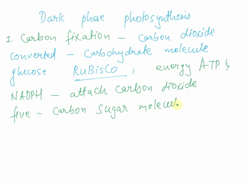 list-and-explain-the-steps-of-the-dark-phase-in-photosynthesis-71024