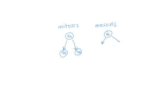 which-diagram-most-correctly-represents-meiosis-1-2n-2n-3-2n-n-2-4-2n-which-diagram-most-correctly-represents-meiosis-1-3-2n-2-2n-4-2n-2n-25663