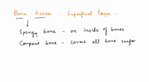 what-kind-of-connective-tissue-forms-the-superficial-layer-of-all-parts-of-a-bone-24521