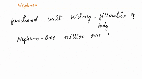 the-kidney-is-made-up-of-over-a-million-nephrons-that-give-it-a-granular-appearance-what-is-a-nephro-91933