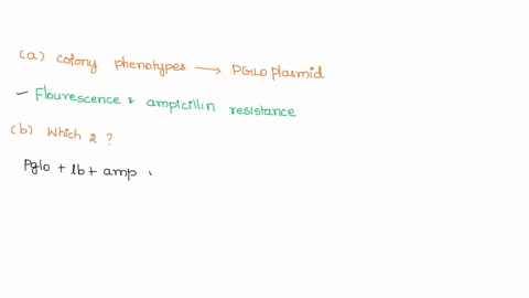 what-colony-phenotypes-traits-allowed-you-to-confirm-that-the-bacteria-were-transformed-by-the-pglo-plasmid-which-two-of-the-four-plates-best-demonstrates-the-role-of-arabinose-as-a-gene-reg-81458