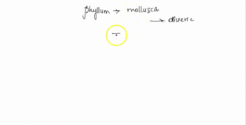 the-organisms-in-the-phylum-mollusca-are-very-diverse-what-are-the-representative-classes-please-provide-an-example-for-each-of-these-groups-70023