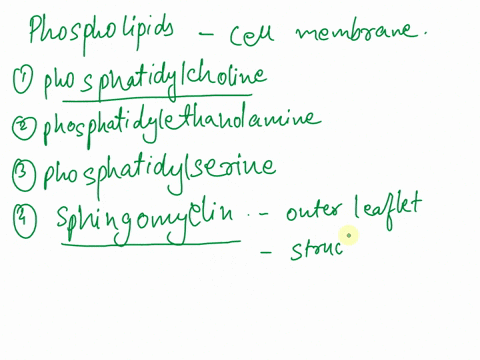 make-sure-to-describe-the-different-kinds-of-phospholipids-found-in-the-cell-membrane-and-what-their-purpose-is-4-points-what-are-the-other-non-phospholipid-components-of-the-cell-membrane-a-58055