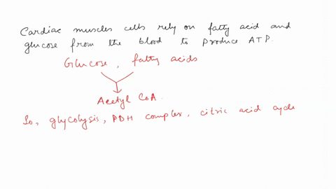 cardiac-muscle-cells-rely-mainly-on-fatty-acids-and-glucose-from-the-blood-to-produce-atp-both-glucose-and-fatty-acids-are-catabolized-to-acetyl-coa-before-undergoing-further-metabolism-sele-55324